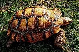 Duże Żółwie pustynne (Centrochelys sulcata) - piękne, dorosłe osobniki