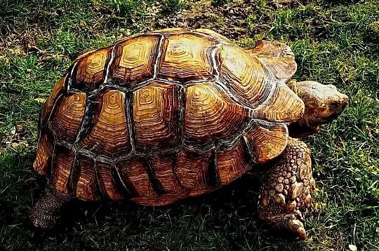 Duże Żółwie pustynne (Centrochelys sulcata) - piękne, dorosłe osobniki