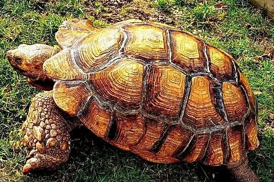 Duże Żółwie pustynne (Centrochelys sulcata) - piękne, dorosłe osobniki, Śląskie, Katowice