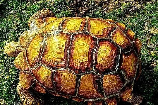 Duże Żółwie pustynne (Centrochelys sulcata) - piękne, dorosłe osobniki, Śląskie, Katowice