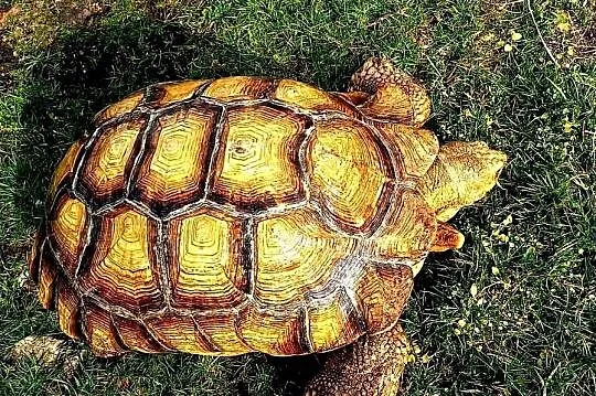 Duże Żółwie pustynne (Centrochelys sulcata) - piękne, dorosłe osobniki, Śląskie, Katowice