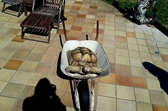 Duże Żółwie pustynne (Centrochelys sulcata) - piękne, dorosłe osobniki, Śląskie, Katowice