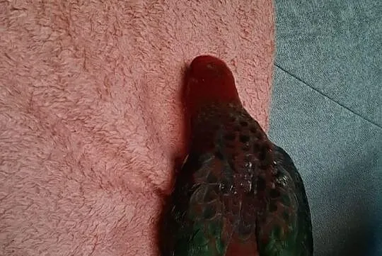 Oswojona Papuga Rozella, , Pszów