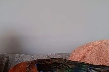 Oswojona Papuga Rozella, , Pszów