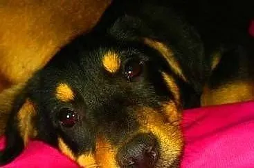 TOSIA - śliczna, 4,5 miesięczna sunia szuka kochaj