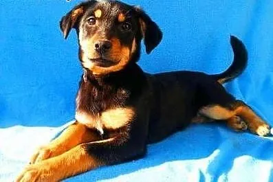 TOSIA - śliczna, 4,5 miesięczna sunia szuka kochaj