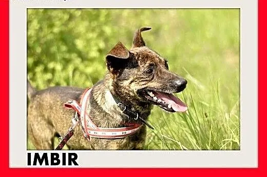 IMBIR,mały,łagodny,rodzinny,wesoły pręgowany piese