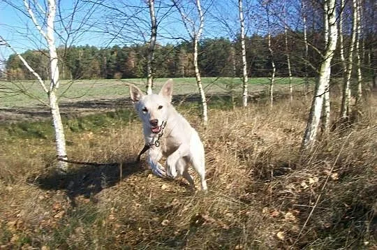 Suri, piękna suczka szuka domu