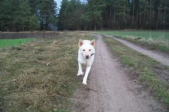 Suri, piękna suczka szuka domu