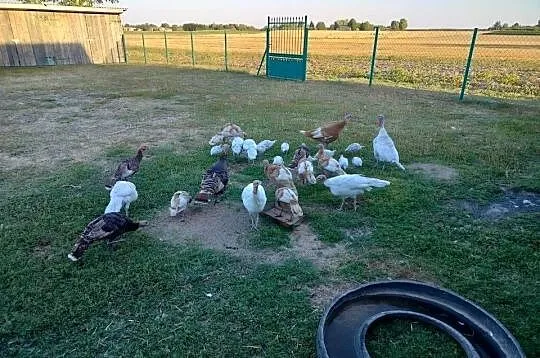 Indyki tegoroczne, Lubelskie, Łęczna