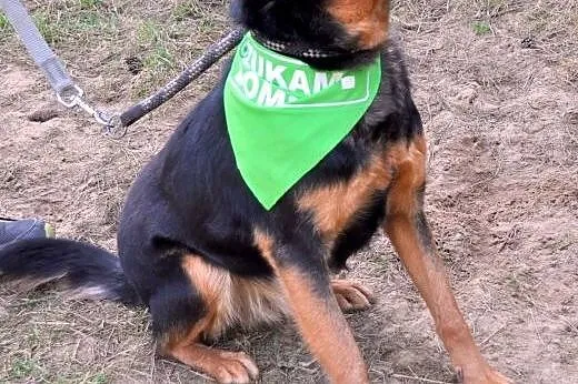 Opowiem Wam o psie...,  mazowieckie Warszawa
