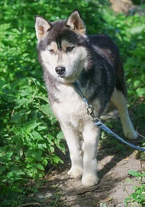 Neska - delikatna, pozbawiona agresji suczka husky