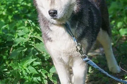 Neska - delikatna, pozbawiona agresji suczka husky ADOPCJA, Husky cała Polska