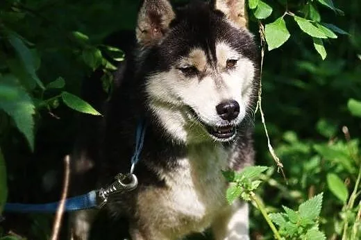 Neska - delikatna, pozbawiona agresji suczka husky
