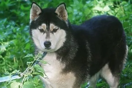 Neska - delikatna, pozbawiona agresji suczka husky