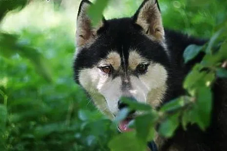 Neska - delikatna, pozbawiona agresji suczka husky