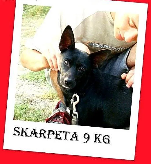 9kg,mała,tulaśna,łagodna,wesoła,grzeczna suczka SK