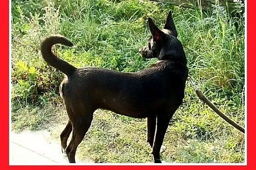 9kg,mała,tulaśna,łagodna,wesoła,grzeczna suczka SK