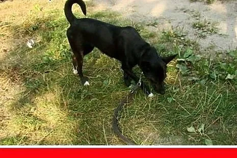 9kg,mała,tulaśna,łagodna,wesoła,grzeczna suczka SK