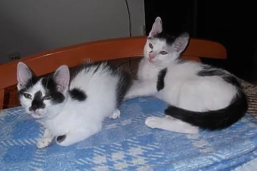 Kocurek i koteczka, 3 miesiące, do adopcji razem l