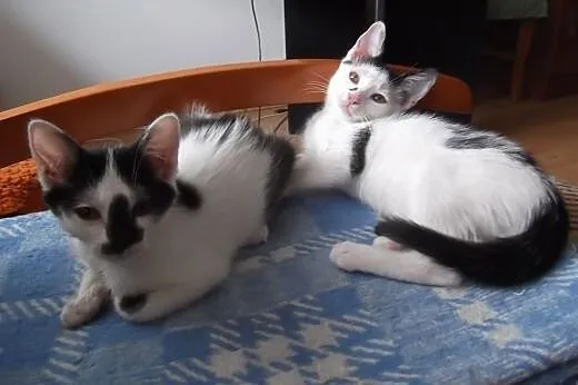 Kocurek i koteczka, 3 miesiące, do adopcji razem l