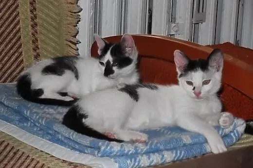 Kocurek i koteczka, 3 miesiące, do adopcji razem l