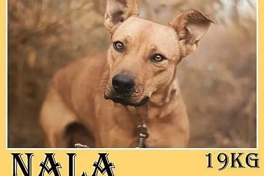 19kg,delikatna,łagodna,spokojna suczka średnia,NALA.Adopcja,  dolnośląskie Wrocław