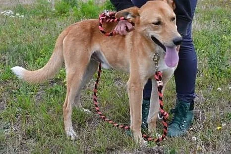 Dingo - fantastyczny, proludzki, towarzyski i wier