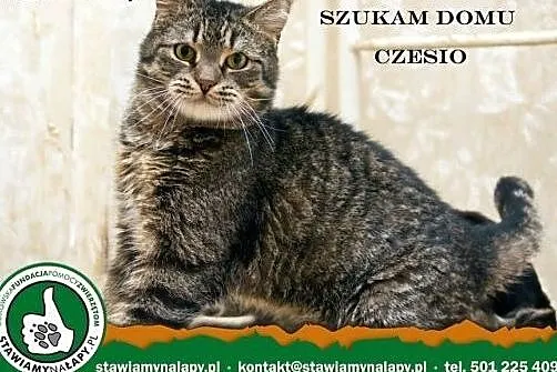 Czesio szuka domu!! Fundacja Stawiamy Na Łapy,  ma