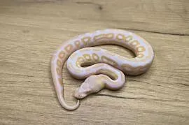 Pyton królewski Black Pastel Albino
