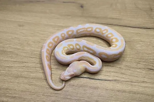 Pyton królewski Black Pastel Albino