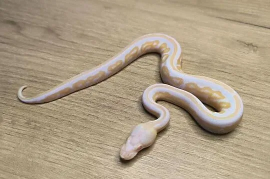 Pyton królewski Black Pastel Albino, Mazowieckie, Makowiec