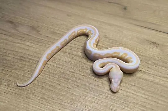 Pyton królewski Black Pastel Albino, Mazowieckie, Makowiec