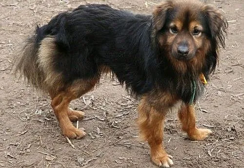 Simba.Wszyscy jesteśmy złączeni w wielkim kręgu ży