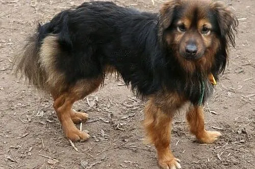 Simba.Wszyscy jesteśmy złączeni w wielkim kręgu ży