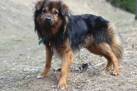 Simba.Wszyscy jesteśmy złączeni w wielkim kręgu ży