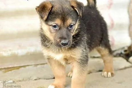 Emma, 3 miesięczna suczka, SZCZENIAK do adopcji,  
