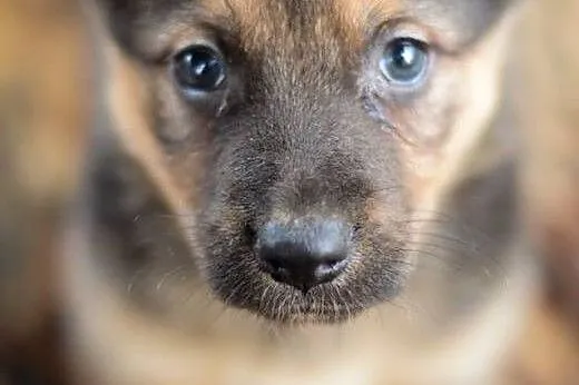 Emma, 3 miesięczna suczka, SZCZENIAK do adopcji,  