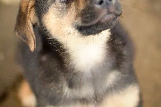 Emma, 3 miesięczna suczka, SZCZENIAK do adopcji,  