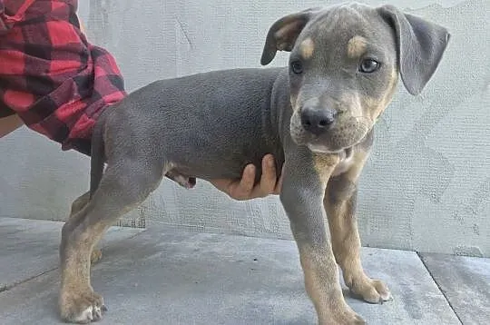 Amstaff gotowy do odbioru, Lubelskie, Chełm