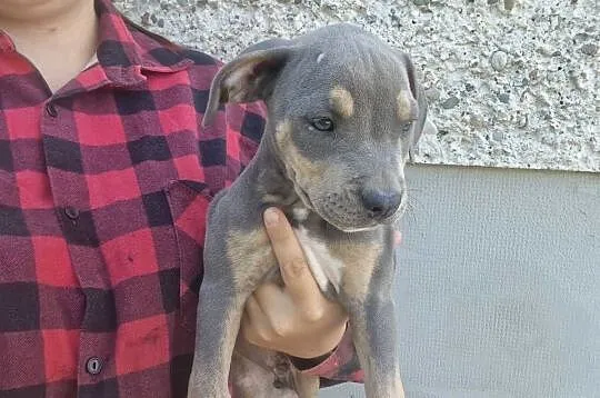 Amstaff gotowy do odbioru, Lubelskie, Chełm