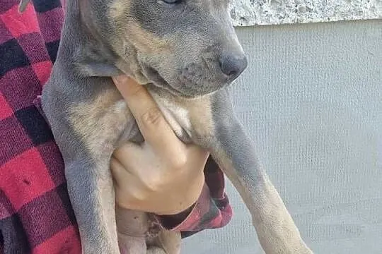 Amstaff gotowy do odbioru, Lubelskie, Chełm
