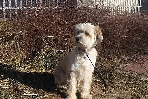 Blondi, miła sunia szuka przyjaznego domu,  mazowieckie Warszawa