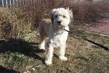 Blondi, miła sunia szuka przyjaznego domu,  mazowi