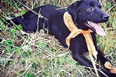 Silver piękny labek wciąż bezdomny,  Labrador retr