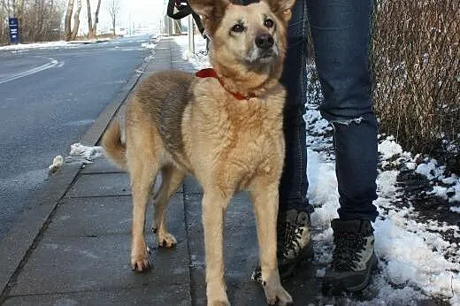 Owczarkowata Pixi szuka domu!,  mazowieckie Warszawa