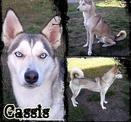 CASSIS- wspaniała młoda suczka mix husky do adopcj