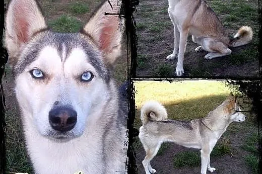 CASSIS- wspaniała młoda suczka mix husky do adopcji, śląskie Katowice
