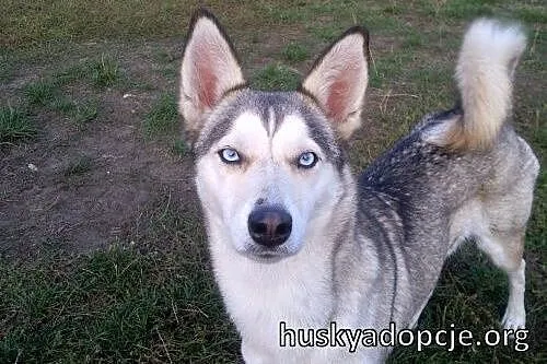 CASSIS- wspaniała młoda suczka mix husky do adopcj