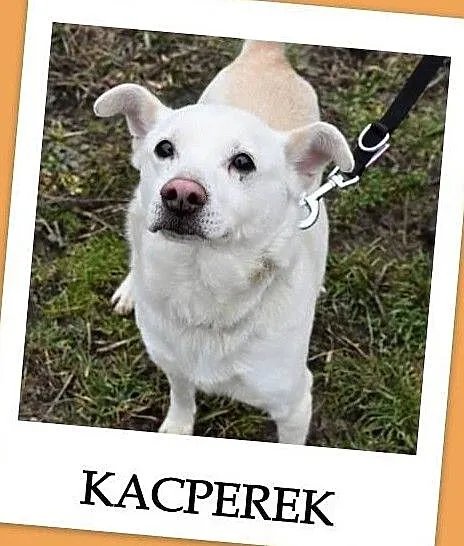 KACPEREK,średni 12 kg,3 lata,łagodny,grzeczny,szczepiony piesek.Adopcja., Mazowieckie, Warszawa